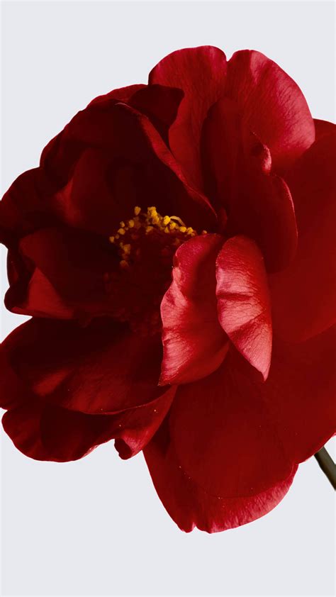 red camellia extract